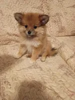 Sofía , a female Pomeranian for sale in Bronx, NY – 5 of 5