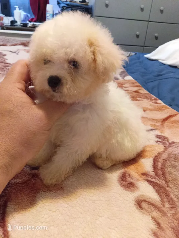 Pricesa – Poodle - Toy  puppy for sale in Bronx, NY