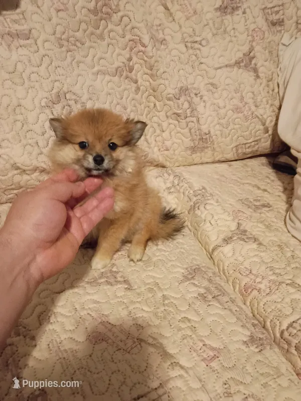 Sofía  – Pomeranian puppy for sale in Bronx, NY