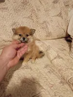 Sofía , a female Pomeranian for sale in Bronx, NY – 1 of 5