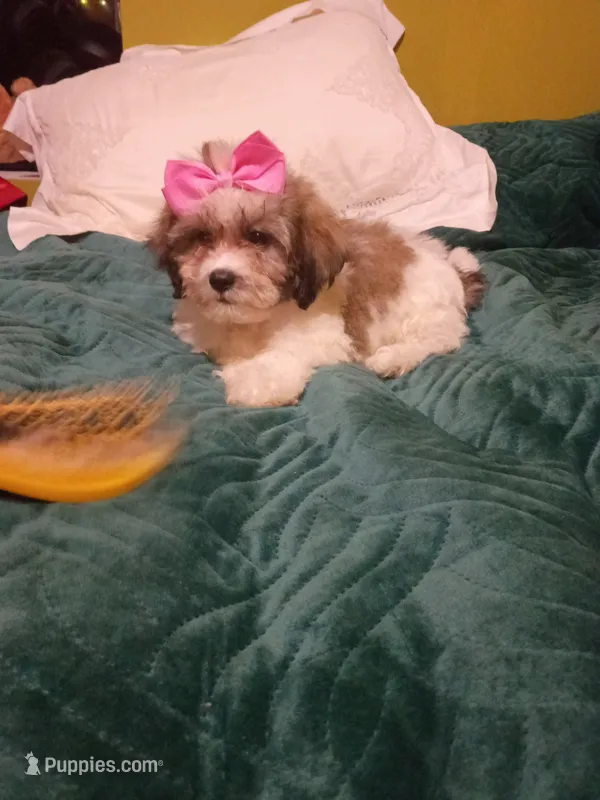Valentina  – Shih Tzu puppy for sale in Bronx, NY