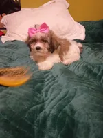 Valentina , a female Shih Tzu for sale in Bronx, NY – 1 of 7