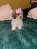 Valentina , a female Shih Tzu for sale in Bronx, NY – 3 of 7