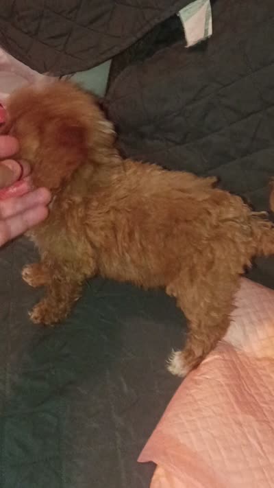 Pricesa, a female Poodle - Toy  for sale in Bronx, NY – 6 of 6