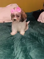 Valentina , a female Shih Tzu for sale in Bronx, NY – 6 of 7
