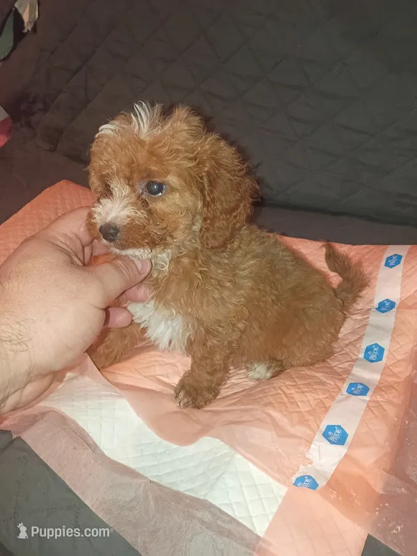 Pricesa – Poodle - Toy  puppy for sale in Bronx, NY