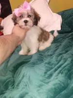 Valentina , a female Shih Tzu for sale in Bronx, NY – 2 of 7