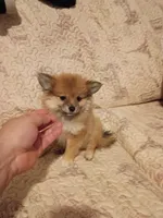 Sofía , a female Pomeranian for sale in Bronx, NY – 3 of 5