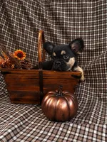 Bear, a male French Bulldog for sale in Chiefland, FL – 4 of 4