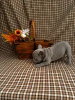 Karen, a female French Bulldog for sale in Chiefland, FL – 2 of 6