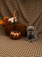 Karen, a female French Bulldog for sale in Chiefland, FL – 6 of 6
