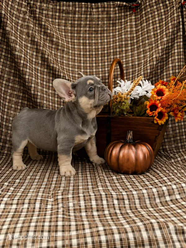 Luna – French Bulldog puppy for sale in Chiefland, FL