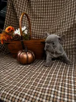Karen, a female French Bulldog for sale in Chiefland, FL – 3 of 6
