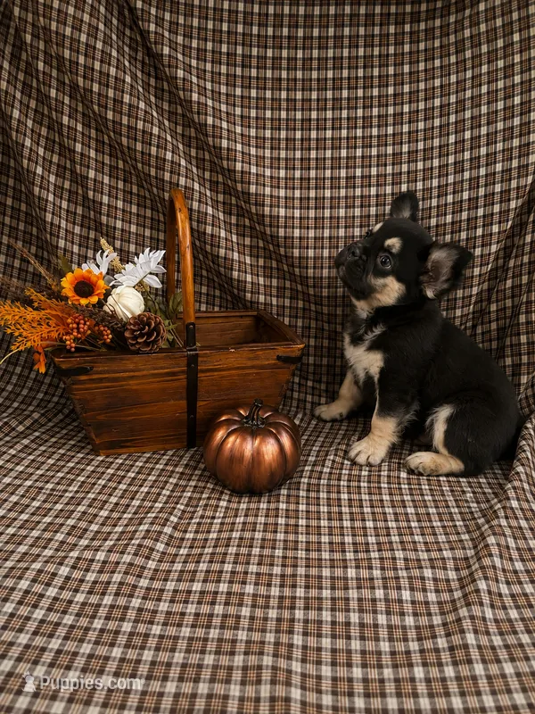 Bear – French Bulldog puppy for sale in Chiefland, FL