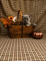 Karen, a female French Bulldog for sale in Chiefland, FL – 5 of 6