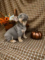 Luna, a female French Bulldog for sale in Chiefland, FL – 5 of 6