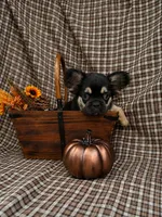 Bear, a male French Bulldog for sale in Chiefland, FL – 2 of 4