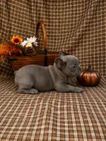 Karen, a female French Bulldog for sale in Chiefland, FL – 1 of 6