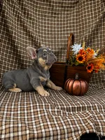 Luna, a female French Bulldog for sale in Chiefland, FL – 6 of 6