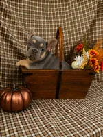 Luna, a female French Bulldog for sale in Chiefland, FL – 4 of 6