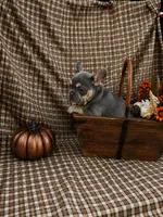 Luna, a female French Bulldog for sale in Chiefland, FL – 2 of 6