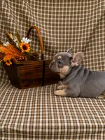 Luna, a female French Bulldog for sale in Chiefland, FL – 3 of 6