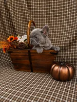 Karen, a female French Bulldog for sale in Chiefland, FL – 4 of 6