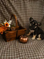 Bear, a male French Bulldog for sale in Chiefland, FL – 3 of 4