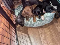 Ella, a female Miniature Dachshund for sale in Spring Hill, FL – 4 of 7