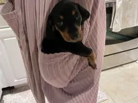 Louise, a female Miniature Dachshund for sale in Spring Hill, FL – 2 of 4