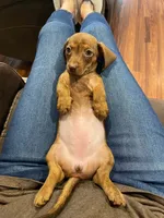 Ella, a female Miniature Dachshund for sale in Spring Hill, FL – 2 of 7