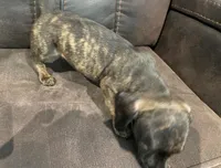 Lanie, a female Miniature Dachshund for sale in Spring Hill, FL – 4 of 8