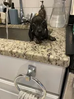 Lanie, a female Miniature Dachshund for sale in Spring Hill, FL – 3 of 8