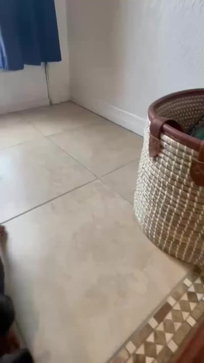 Dewey, a male Miniature Dachshund for sale in Spring Hill, FL – 4 of 6