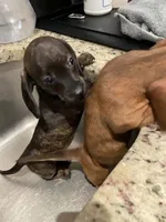 Lanie, a female Miniature Dachshund for sale in Spring Hill, FL – 2 of 8