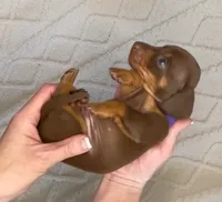 Daphne, a female Miniature Dachshund for sale in Spring Hill, FL – Photo 2 of 8