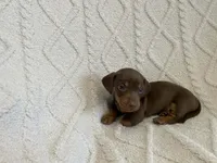 Daphne, a female Miniature Dachshund for sale in Spring Hill, FL – Photo 5 of 8