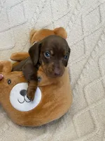 Daphne, a female Miniature Dachshund for sale in Spring Hill, FL – Photo 4 of 8