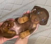 Daphne, a female Miniature Dachshund for sale in Spring Hill, FL – Photo 3 of 8