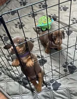 Daphne, a female Miniature Dachshund for sale in Spring Hill, FL – Photo 8 of 8