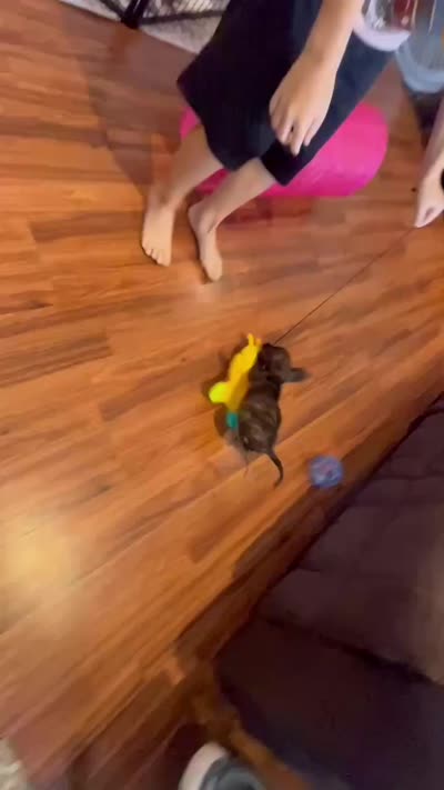 Lanie, a female Miniature Dachshund for sale in Spring Hill, FL – 8 of 8