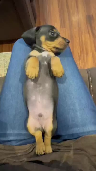Dewey, a male Miniature Dachshund for sale in Spring Hill, FL – 6 of 6