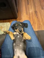 Dewey, a male Miniature Dachshund for sale in Spring Hill, FL – 2 of 6