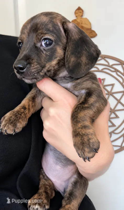 Lanie – Miniature Dachshund puppy for sale in Spring Hill, FL