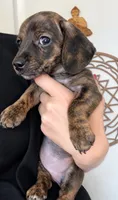 Lanie, a female Miniature Dachshund for sale in Spring Hill, FL – 1 of 8