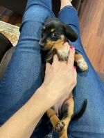 Louise, a female Miniature Dachshund for sale in Spring Hill, FL – 3 of 4