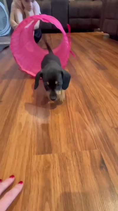 Dewey, a male Miniature Dachshund for sale in Spring Hill, FL – 3 of 6