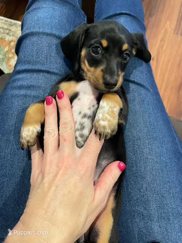 Louise – Miniature Dachshund puppy for sale in Spring Hill, FL