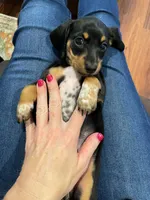 Louise, a female Miniature Dachshund for sale in Spring Hill, FL – 1 of 4