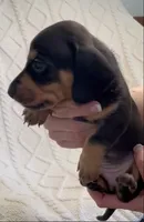 Thor, a male Miniature Dachshund for sale in Spring Hill, FL – Photo 6 of 9